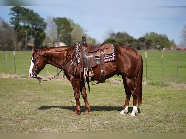 Caballo cuarto de milla Caballo castrado 7 años 150 cm Alazán rojizo in Whitesboro, TX