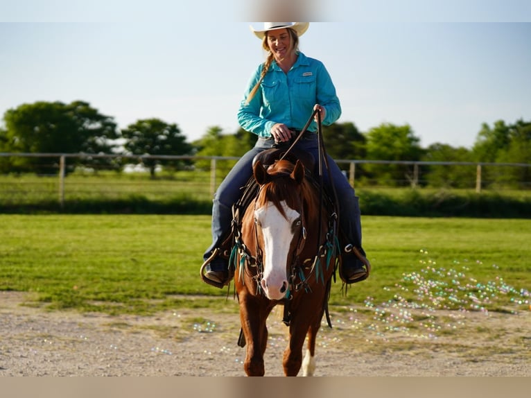 Caballo cuarto de milla Caballo castrado 7 años 150 cm Alazán rojizo in Whitesboro, TX