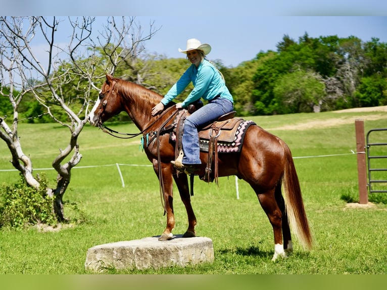 Caballo cuarto de milla Caballo castrado 7 años 150 cm Alazán rojizo in Whitesboro, TX