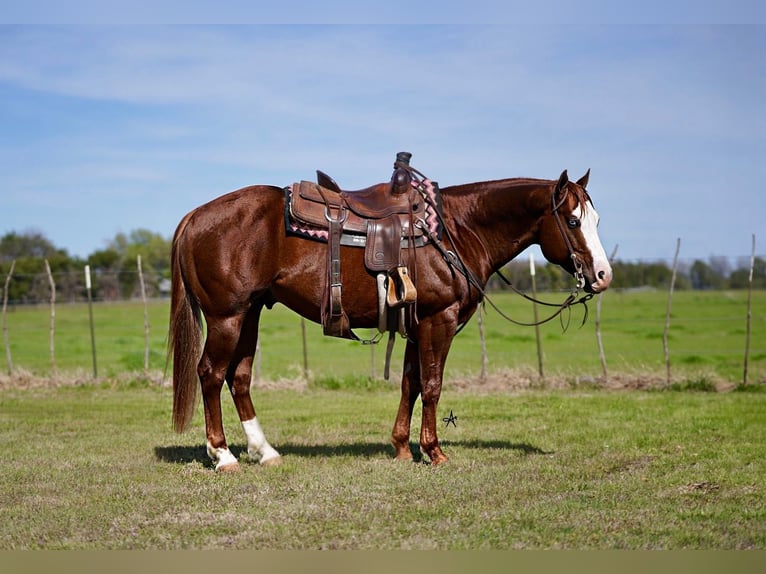 Caballo cuarto de milla Caballo castrado 7 años 150 cm Alazán rojizo in Whitesboro, TX