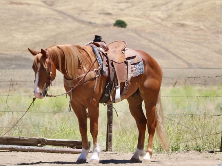 Caballo cuarto de milla Caballo castrado 7 años 150 cm Alazán rojizo in Tres Pinos