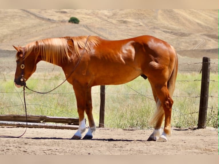 Caballo cuarto de milla Caballo castrado 7 años 150 cm Alazán rojizo in Tres Pinos