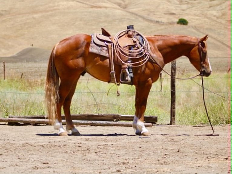 Caballo cuarto de milla Caballo castrado 7 años 150 cm Alazán rojizo in Tres Pinos