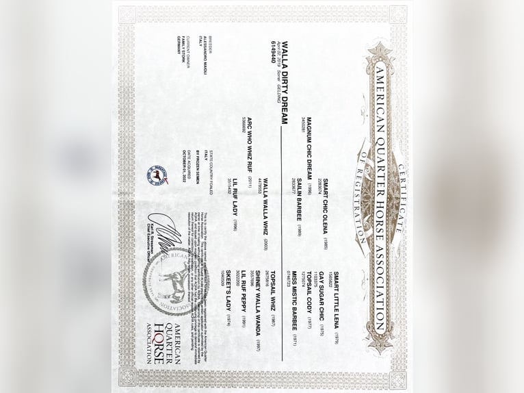 Caballo cuarto de milla Caballo castrado 7 años 150 cm Alazán-tostado in Mittelstetten