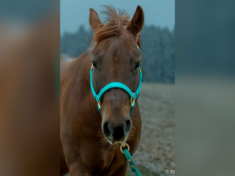 Caballo cuarto de milla Caballo castrado 7 años 150 cm Alazán-tostado in Mittelstetten