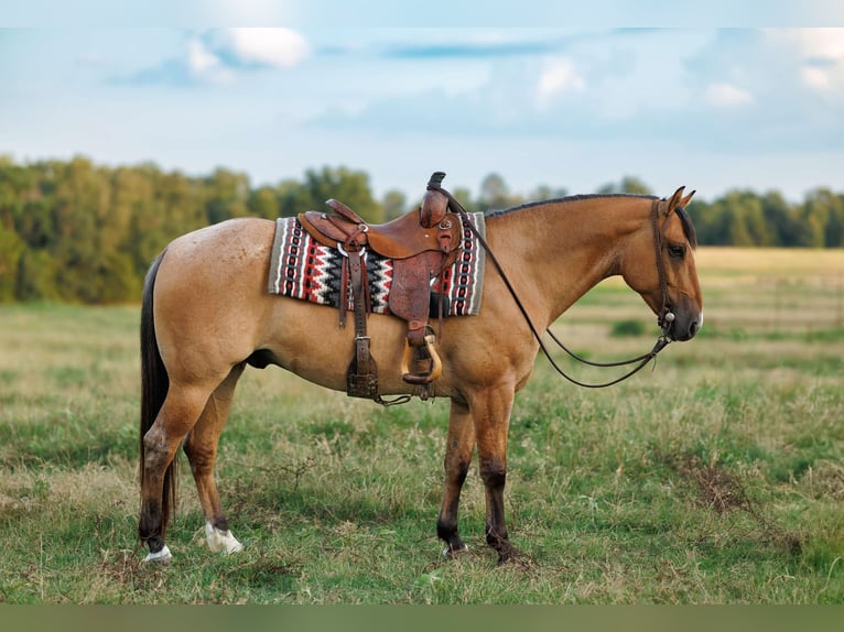 Caballo cuarto de milla Caballo castrado 7 años 150 cm Bayo in Quitman AR
