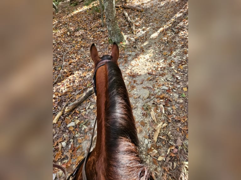 Caballo cuarto de milla Caballo castrado 7 años 150 cm Castaño rojizo in King, NC