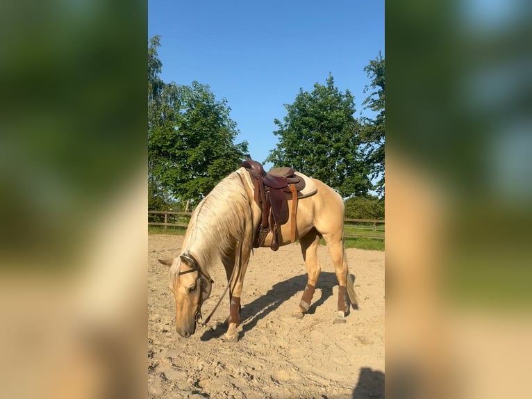 Caballo cuarto de milla Caballo castrado 7 años 150 cm Dunalino (Cervuno x Palomino) in Breda