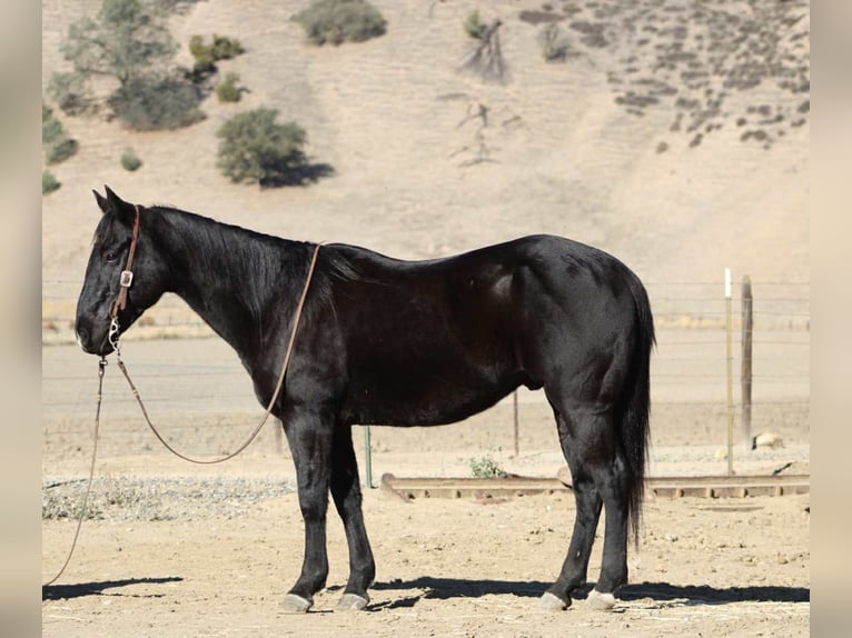 Caballo cuarto de milla Caballo castrado 7 años 150 cm Negro in Paicines CA