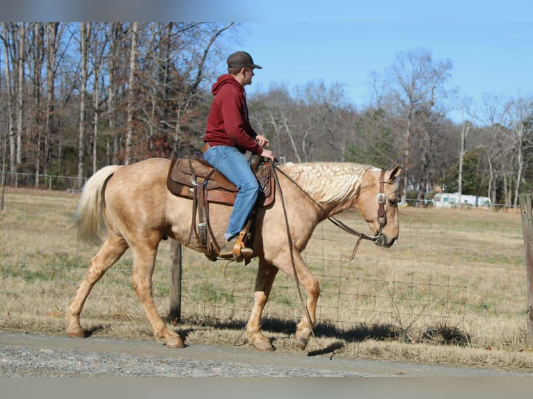 Caballo cuarto de milla Caballo castrado 7 años 150 cm Palomino in Cherryville