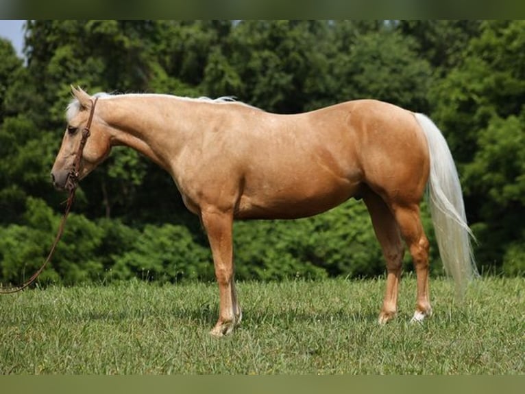 Caballo cuarto de milla Caballo castrado 7 años 150 cm Palomino in Mount Vernon, KY