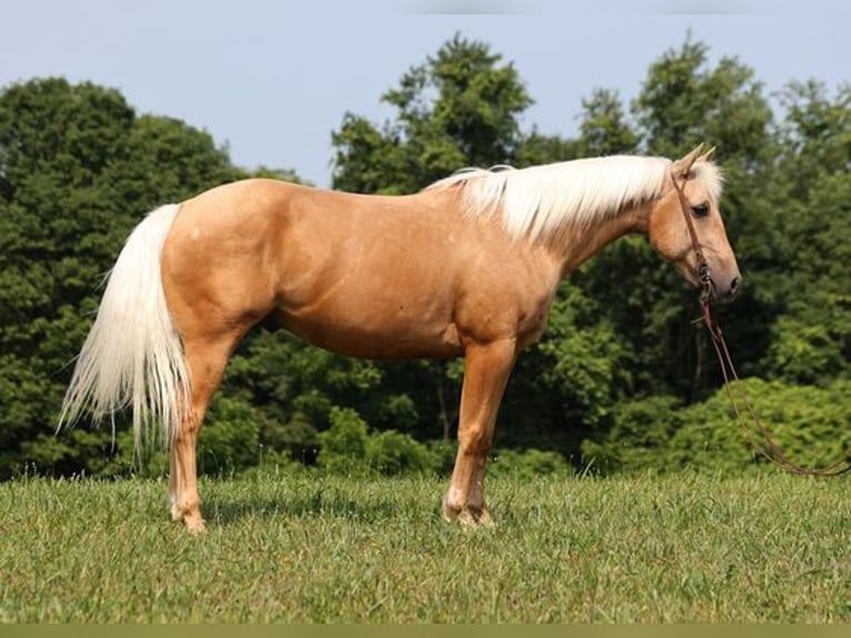 Caballo cuarto de milla Caballo castrado 7 años 150 cm Palomino in Mount Vernon, KY