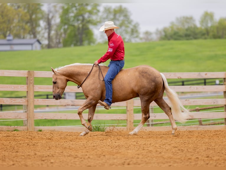Caballo cuarto de milla Caballo castrado 7 años 150 cm Palomino in Jackson, OH