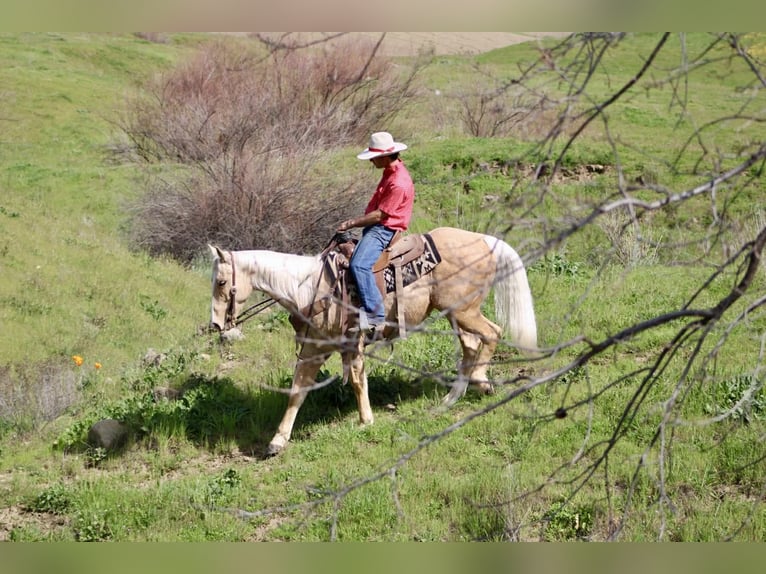 Caballo cuarto de milla Caballo castrado 7 años 150 cm Palomino in Tres Pinos