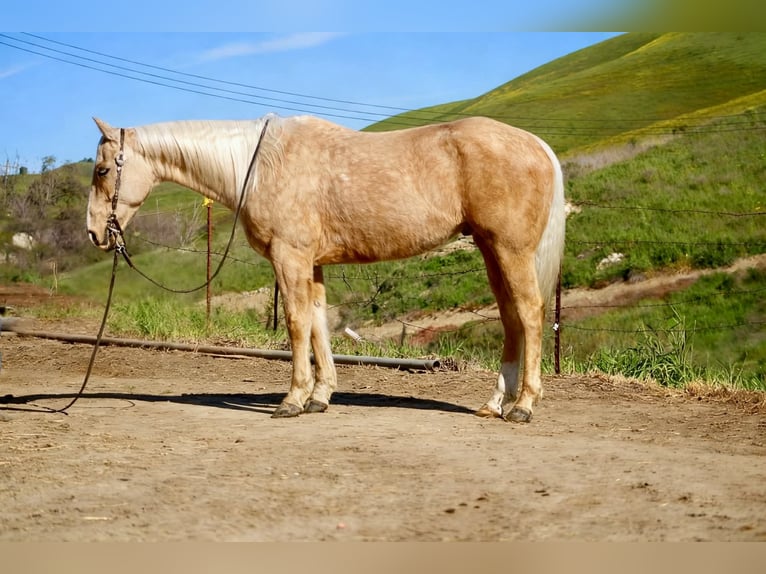 Caballo cuarto de milla Caballo castrado 7 años 150 cm Palomino in Tres Pinos