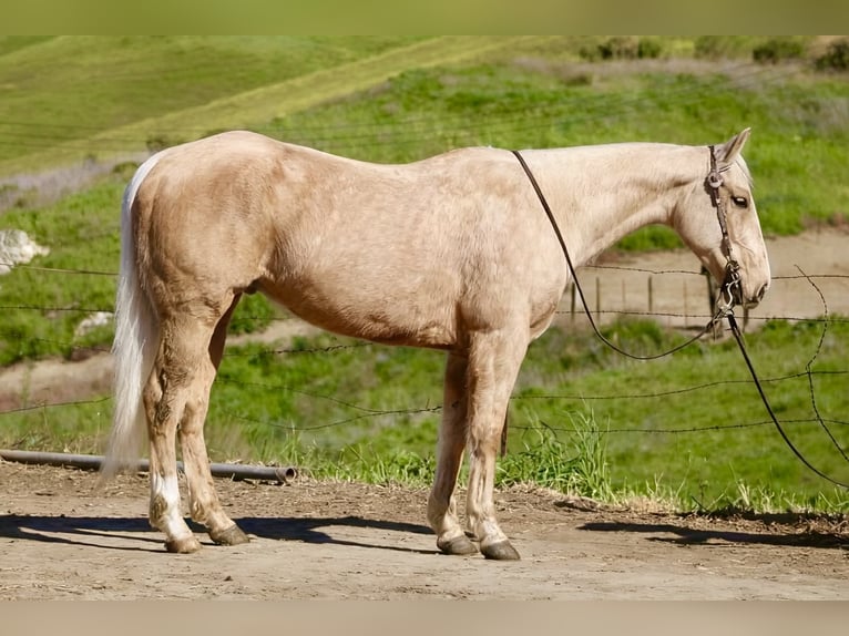 Caballo cuarto de milla Caballo castrado 7 años 150 cm Palomino in Tres Pinos