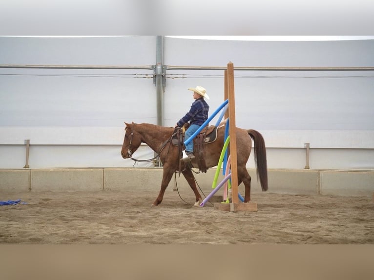 Caballo cuarto de milla Caballo castrado 7 años 150 cm Ruano alazán in Saint Anthony