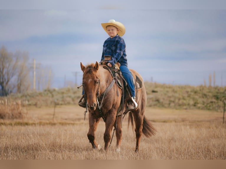 Caballo cuarto de milla Caballo castrado 7 años 150 cm Ruano alazán in Saint Anthony