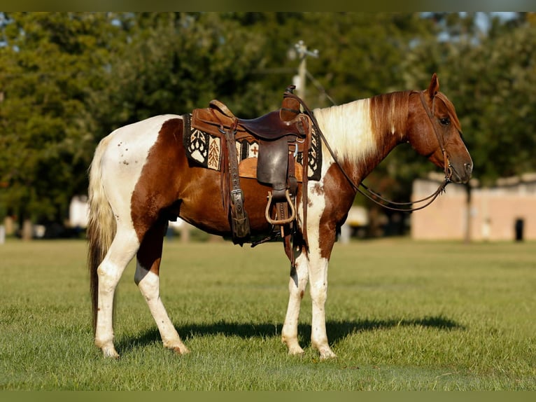 Caballo cuarto de milla Caballo castrado 7 años 150 cm Tobiano-todas las-capas in Rusk TX