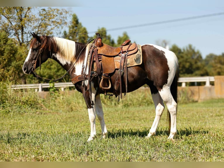 Caballo cuarto de milla Caballo castrado 7 años 150 cm Tobiano-todas las-capas in Rusk TX