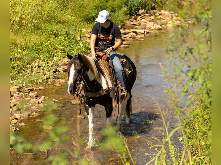 Caballo cuarto de milla Caballo castrado 7 años 150 cm Tobiano-todas las-capas in Rusk TX
