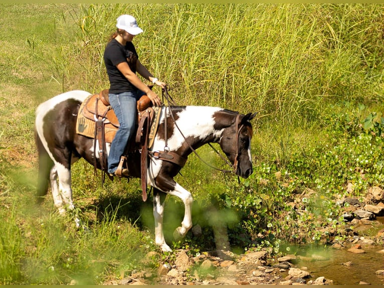 Caballo cuarto de milla Caballo castrado 7 años 150 cm Tobiano-todas las-capas in Rusk TX