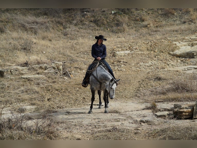 Caballo cuarto de milla Caballo castrado 7 años 150 cm Tordo in Gordon