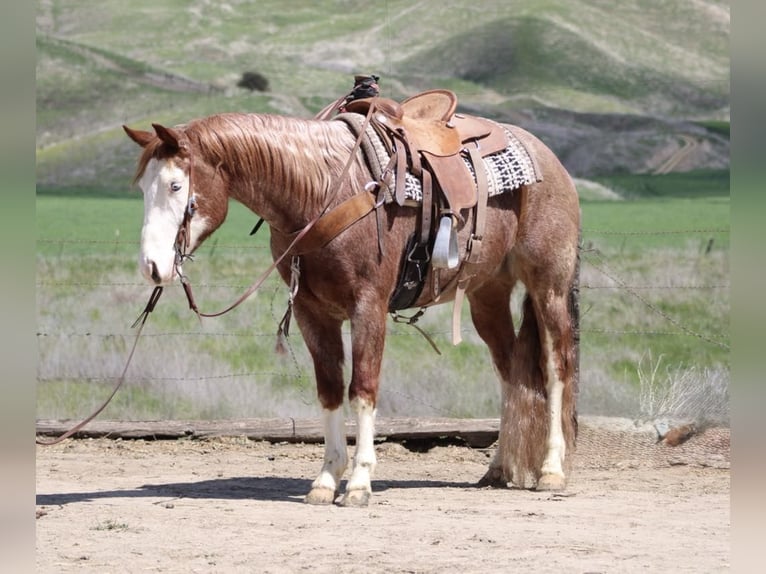 Caballo cuarto de milla Caballo castrado 7 años 152 cm Alazán-tostado in Paicines CA