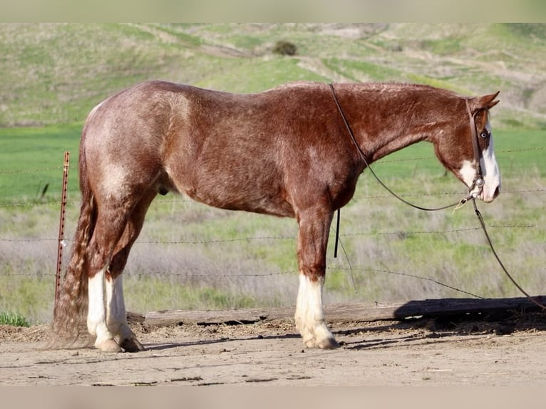 Caballo cuarto de milla Caballo castrado 7 años 152 cm Alazán-tostado in Paicines CA
