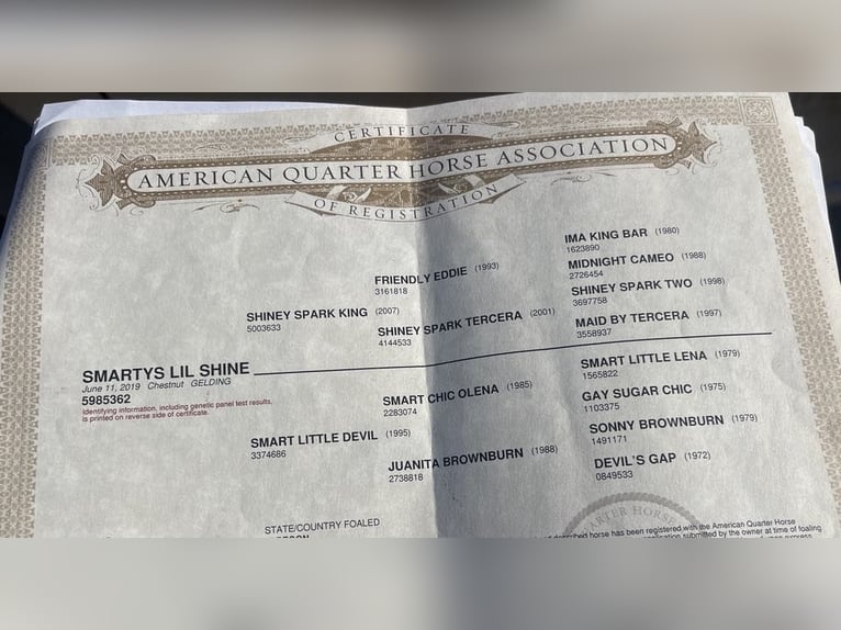 Caballo cuarto de milla Caballo castrado 7 años 152 cm Alazán-tostado in Paicines CA