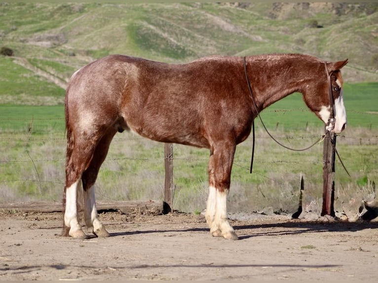 Caballo cuarto de milla Caballo castrado 7 años 152 cm Alazán-tostado in Paicines CA