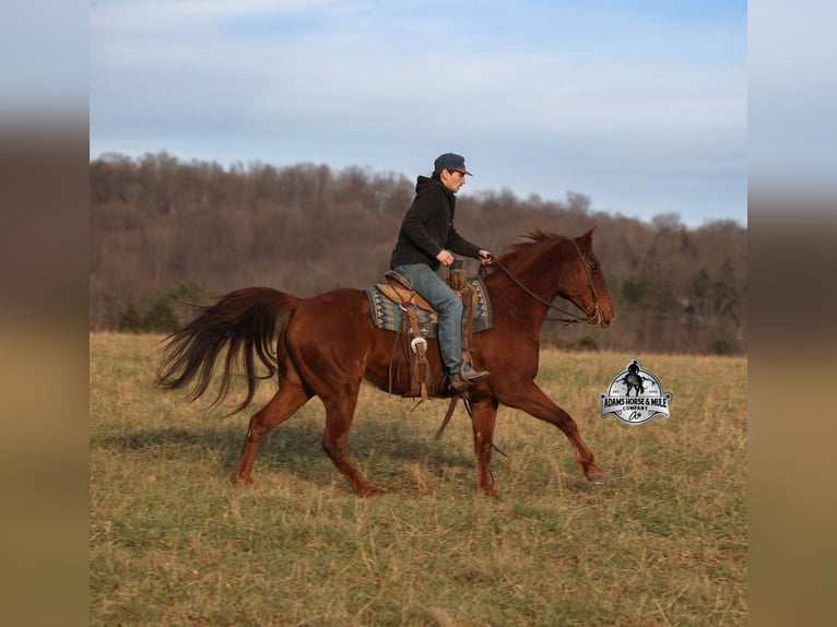Caballo cuarto de milla Caballo castrado 7 años 152 cm Alazán-tostado in Mount Vernon
