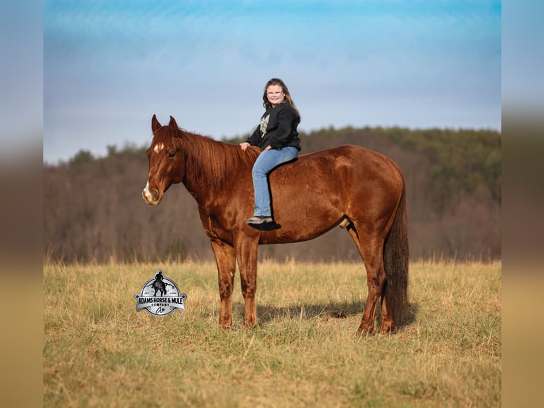 Caballo cuarto de milla Caballo castrado 7 años 152 cm Alazán-tostado in Mount Vernon