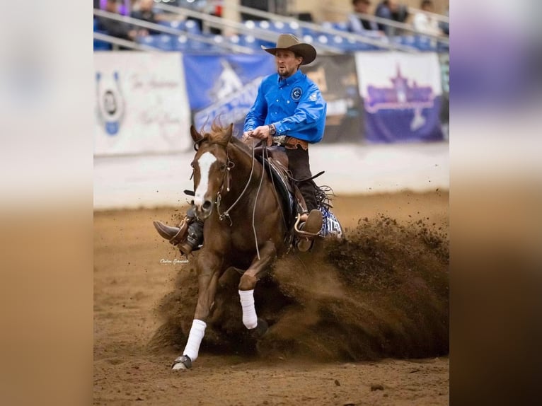 Caballo cuarto de milla Caballo castrado 7 años 152 cm Alazán-tostado in Buffalo