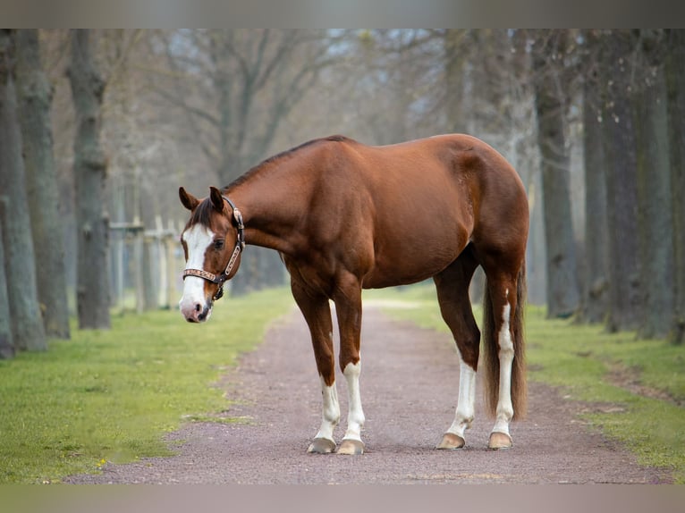 Caballo cuarto de milla Caballo castrado 7 años 152 cm Alazán-tostado in Magdeburg