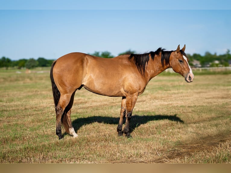 Caballo cuarto de milla Caballo castrado 7 años 152 cm Bayo in Canton, TX