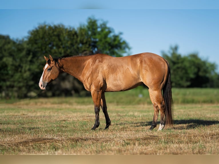 Caballo cuarto de milla Caballo castrado 7 años 152 cm Bayo in Canton, TX