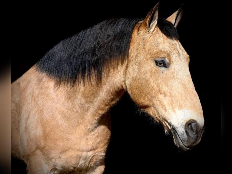 Caballo cuarto de milla Mestizo Caballo castrado 7 años 152 cm Buckskin/Bayo in Allenwood, PA