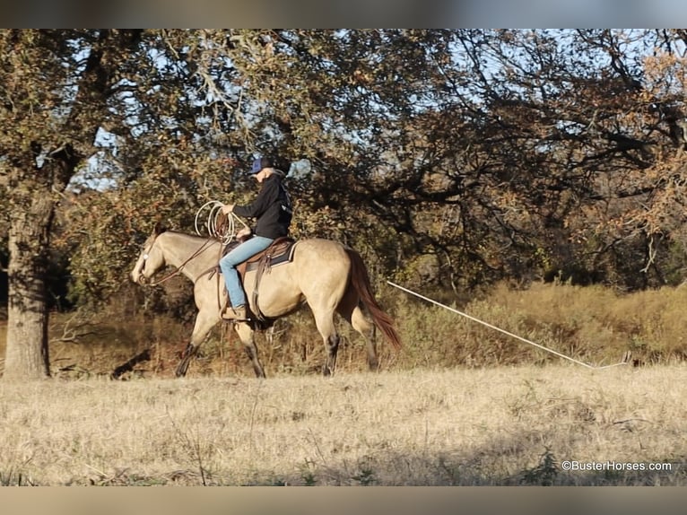 Caballo cuarto de milla Caballo castrado 7 años 152 cm Buckskin/Bayo in Weatherford TX