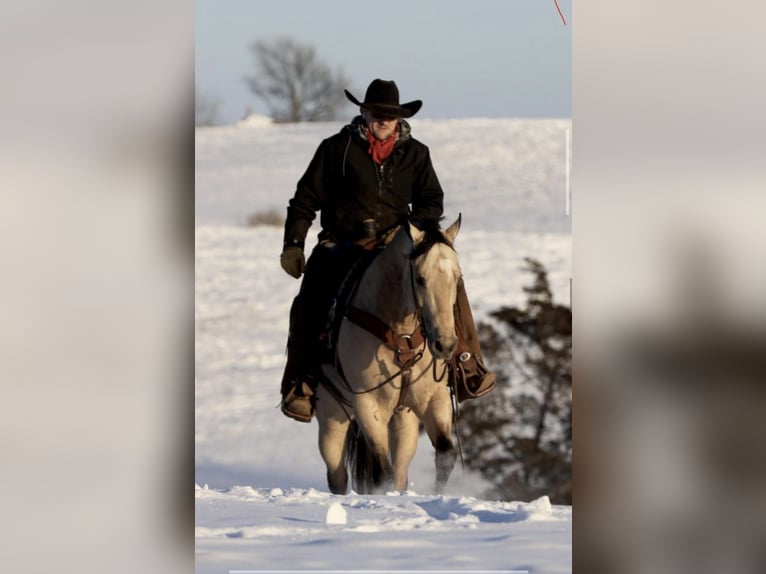 Caballo cuarto de milla Caballo castrado 7 años 152 cm Buckskin/Bayo in Bernard