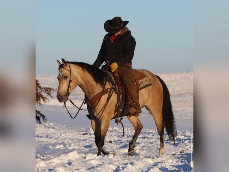 Caballo cuarto de milla Caballo castrado 7 años 152 cm Buckskin/Bayo in Bernard