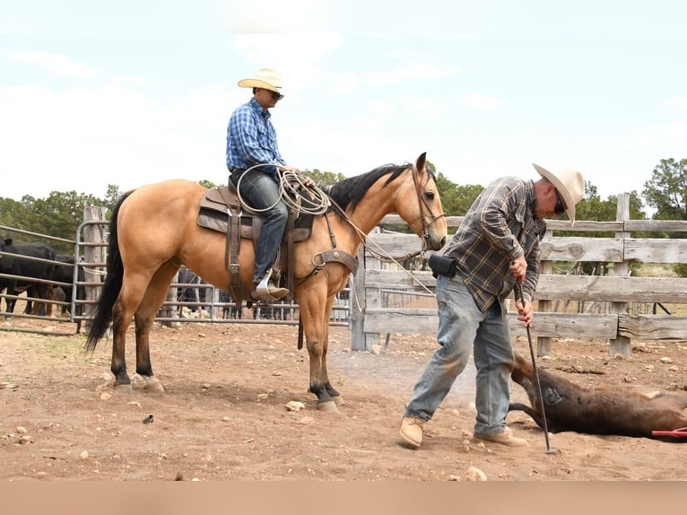 Caballo cuarto de milla Caballo castrado 7 años 152 cm Buckskin/Bayo in Flagstaff, AZ