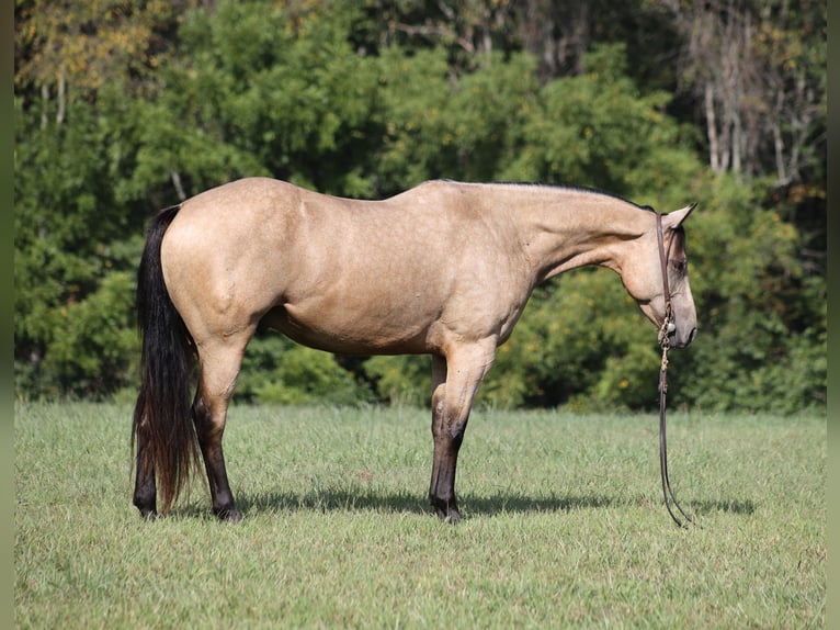 Caballo cuarto de milla Caballo castrado 7 años 152 cm Buckskin/Bayo in Hogo OK