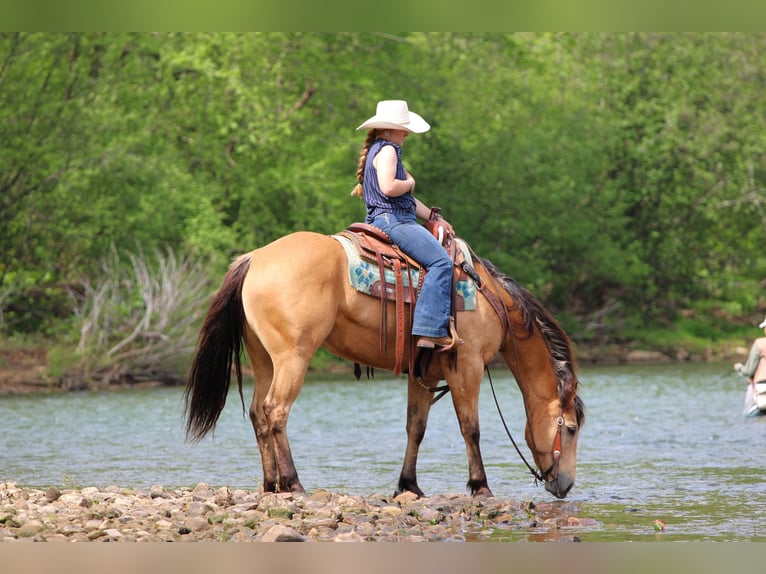 Caballo cuarto de milla Caballo castrado 7 años 152 cm Buckskin/Bayo in Clarion