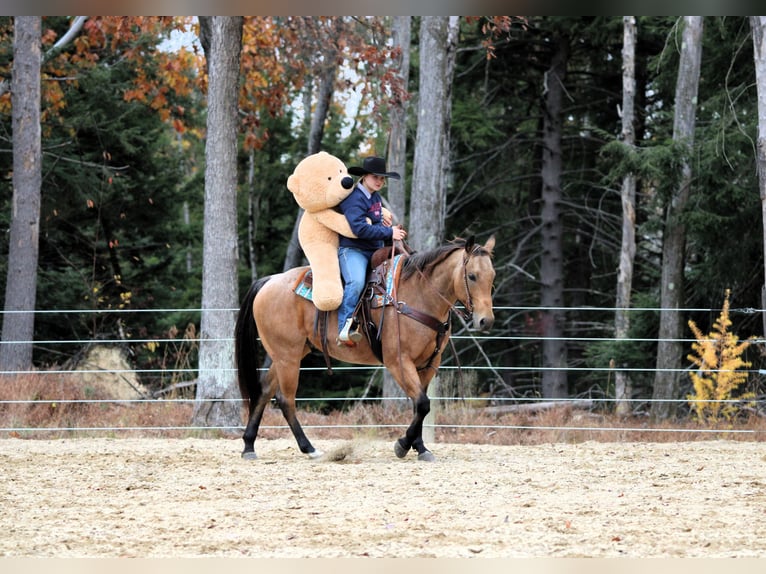 Caballo cuarto de milla Caballo castrado 7 años 152 cm Buckskin/Bayo in Clarion