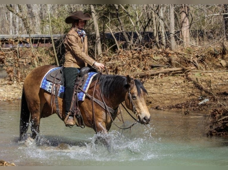 Caballo cuarto de milla Caballo castrado 7 años 152 cm Buckskin/Bayo in Robards