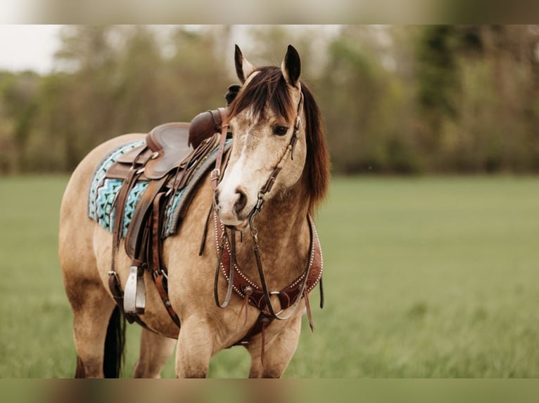 Caballo cuarto de milla Caballo castrado 7 años 152 cm Buckskin/Bayo in Andover