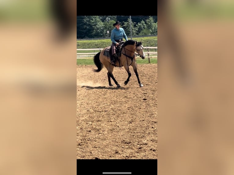 Caballo cuarto de milla Caballo castrado 7 años 152 cm Buckskin/Bayo in Andover