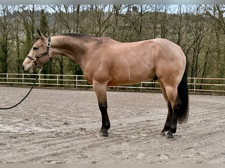Caballo cuarto de milla Caballo castrado 7 años 152 cm Buckskin/Bayo in Sieci