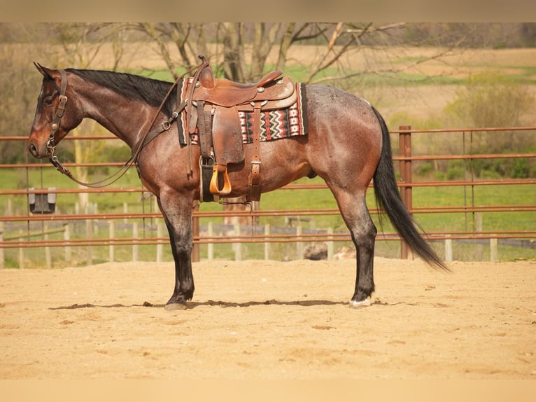 Caballo cuarto de milla Caballo castrado 7 años 152 cm Castaño-ruano in Fresno, OH